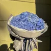 Blaue Hortensienpracht 2 Blaue Hortensienpracht